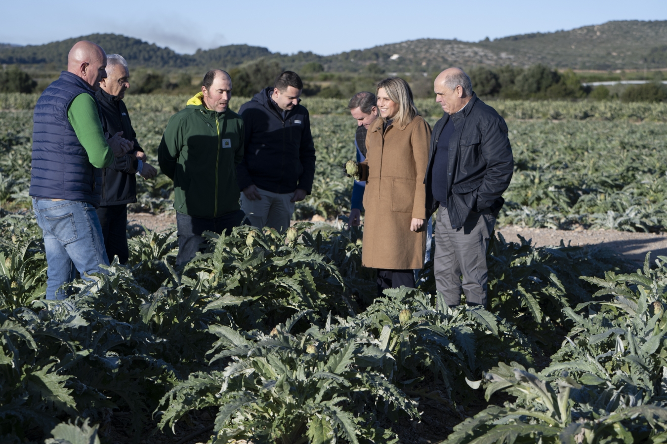 La Diputació de Castelló reforça la protecció, promoció i millora de la qualitat de la carxofa de Benicarló